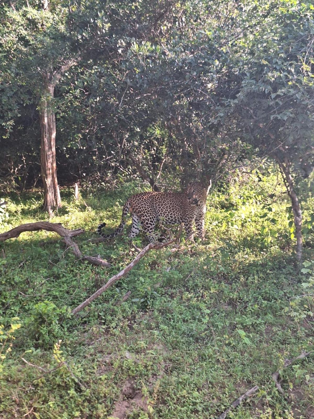 Saman Resort Yala ティッサマハーラーマ エクステリア 写真